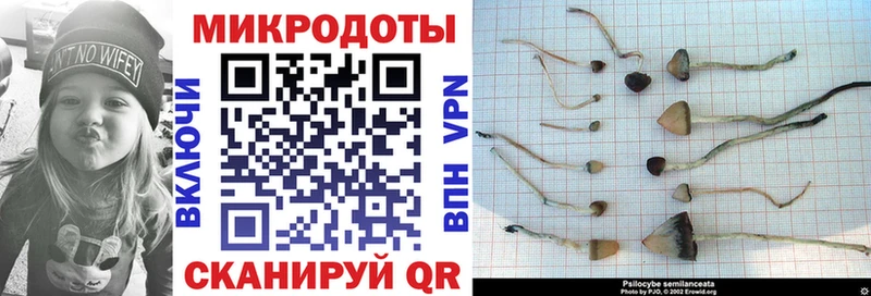 Галлюциногенные грибы Cubensis Верещагино
